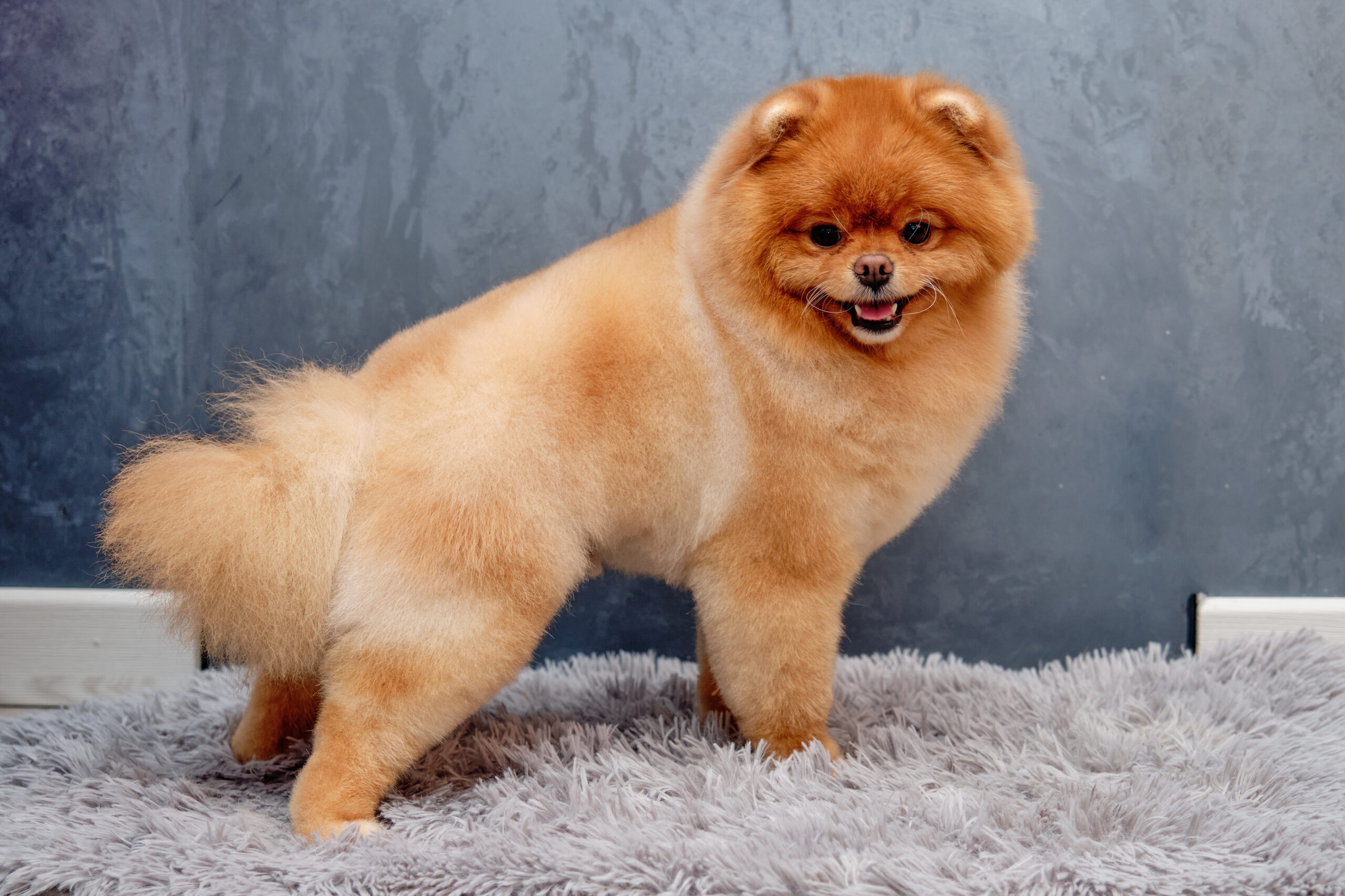 A Pomeranian stands on a gray background after visiting a home groomer.