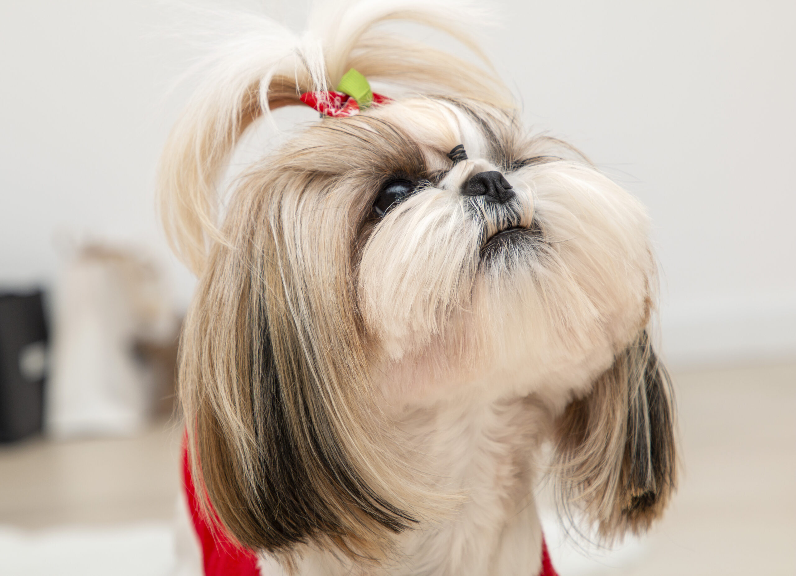 a beautiful fashionable shih tzu dog wearing a red christmas sweater