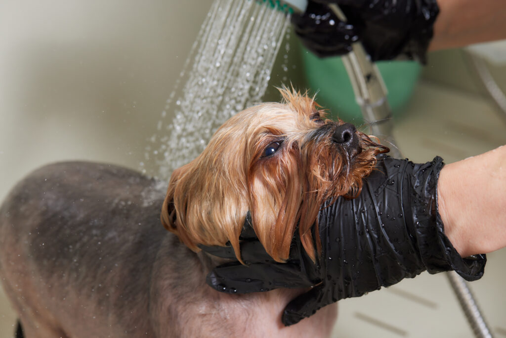 washing a soapy yorkshire terrier with water in a grooming salon
