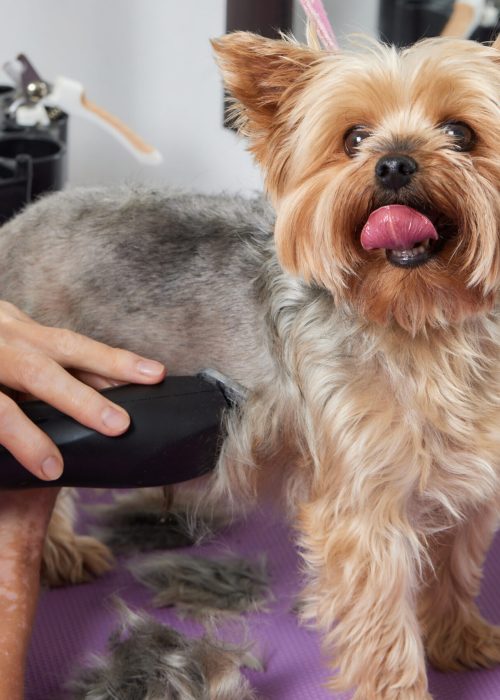 The Yorkshire Terrier lies on the grooming table in the zoo salon with a beautiful haircut for every day