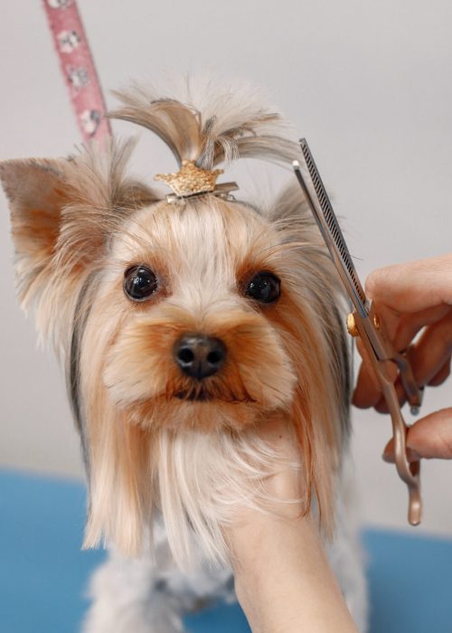 Yorkshire terrier getting procedure at the groomer salon. Cropped photo of a little dog. Yorkshire terrier puppy getting haircut.